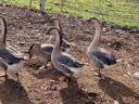 Hungarian goose