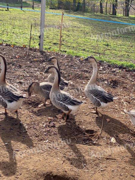 Hungarian goose