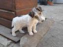 Wirehaired fox-like puppies