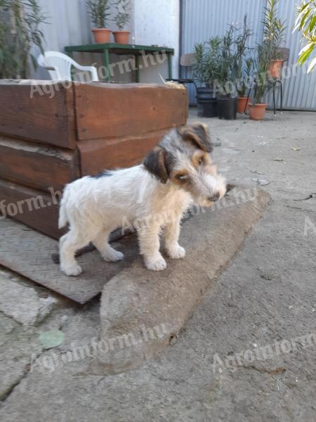 Wirehaired fox-like puppies