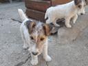 Wirehaired fox-like puppies