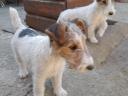 Wirehaired fox-like puppies