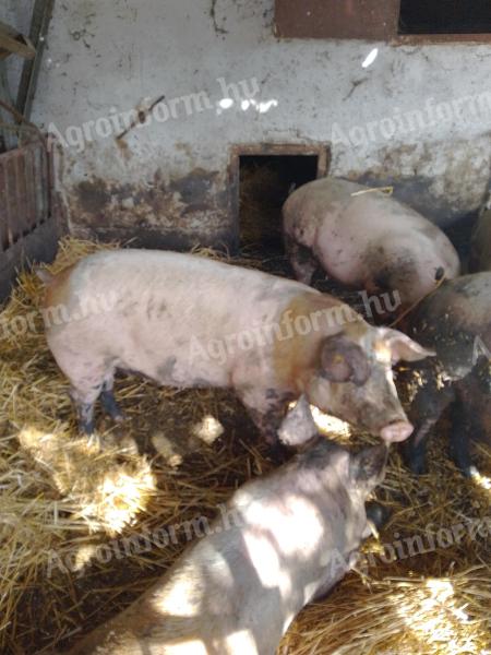 Tovilo bez farme, također za kućnu upotrebu