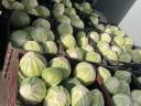 Cabbage for sale