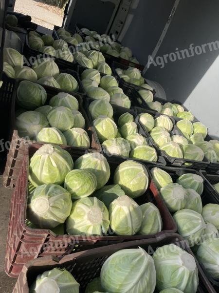 Cabbage for sale