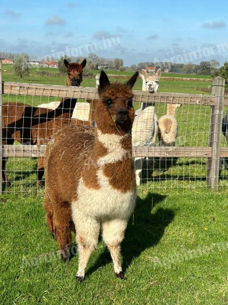 Alpaca fabuloasă caută un nou proprietar