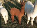 Alpaca fabuloasă caută un nou proprietar