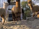 Alpaca fabuloasă caută un nou proprietar