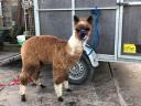 Alpaca fabuloasă caută un nou proprietar