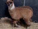 Alpaca fabuloasă caută un nou proprietar