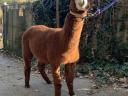 Alpaca fabuloasă caută un nou proprietar