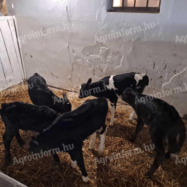 Calves for sale