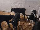 Calves for sale