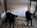 Bull calves for sale