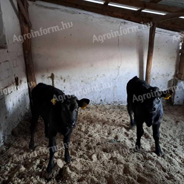 Bull calves for sale