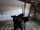 Bull calves for sale