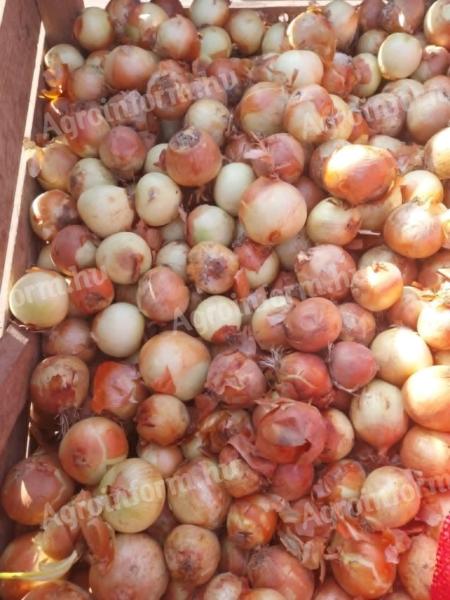 Onions and red onions for sale