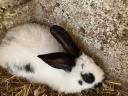 Mixed rabbit for sale