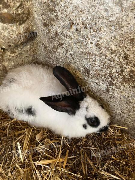 Gemischtes Kaninchen zu verkaufen