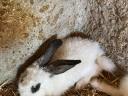 Mixed rabbit for sale