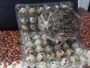 Table quail eggs for sale