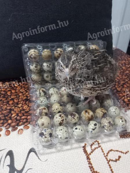 Table quail eggs for sale