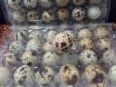 Table quail eggs for sale