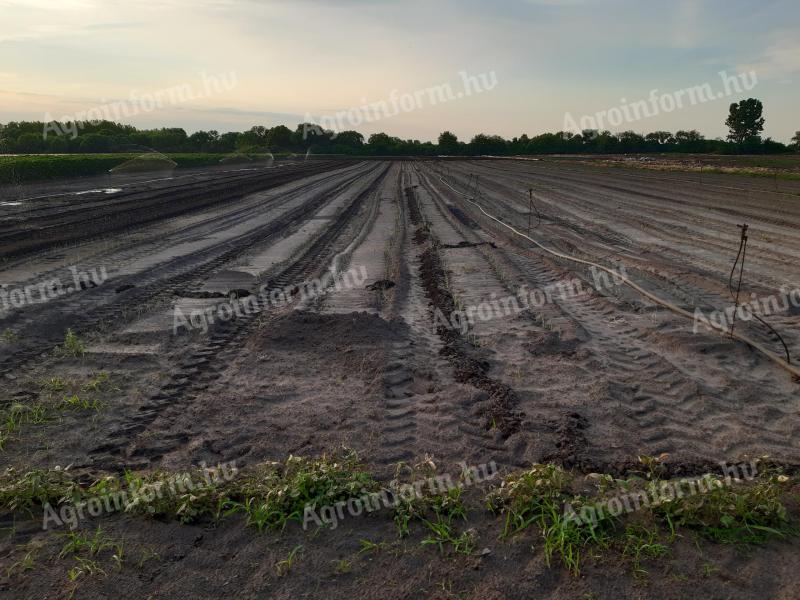 Teren agricol de vânzare la 20 km de Debrecen