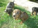 Beautiful dwarf dachshunds