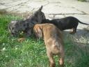 Beautiful dwarf dachshunds