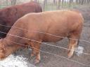 Large beef bulls for sale