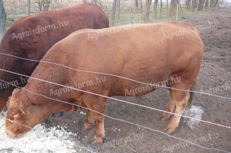 Large beef bulls for sale