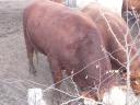 Large beef bulls for sale