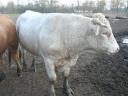 Large beef bulls for sale