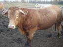 Large beef bulls for sale