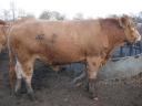 Large beef bulls for sale