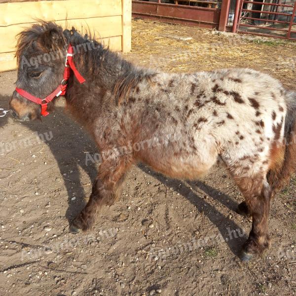 Ein fabelhaftes, echtes Mini-Ponypferd