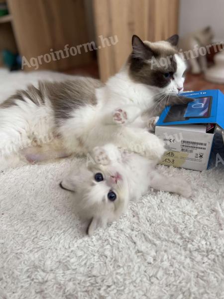 Eladó Ragdoll kiscicák