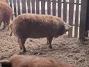 Vörös Mangalica kocasüldők