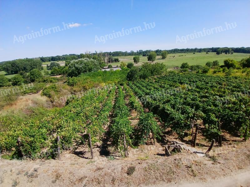 Bátai vineyard for rent