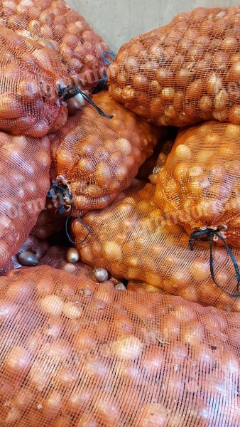 Onions for planting