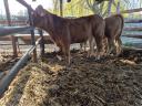 Limousine heifer for sale