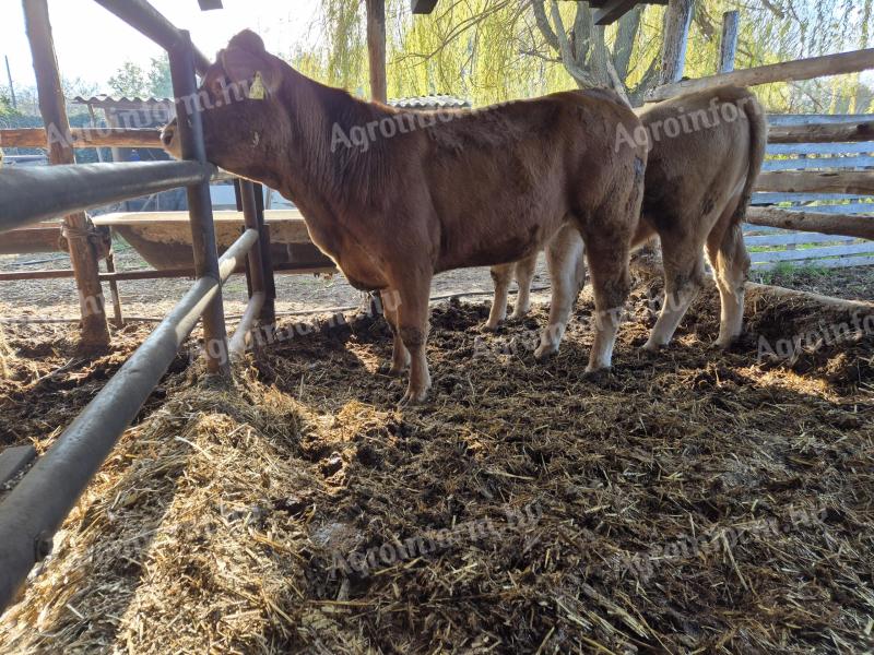 Limousine heifer for sale