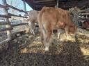 Limousine heifer for sale