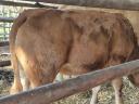 Limousine heifer for sale