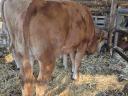 Limousine heifer for sale