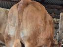 Limousine heifer for sale