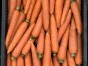 Carrots