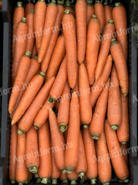 Carrots