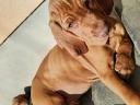 Hungarian vizsla breed puppies